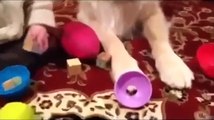 Funny Babé ★ Best Top 10 Funny Baby Videos in 2014 HD Golden Retriever Shares Toys with Baby!!  Funn