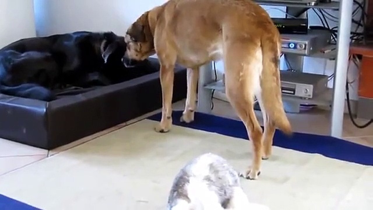 Hilarious Funny Cat-Dog and Rabbit video compilation