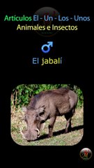 Los Artículos Gramaticales en los Animales en Español