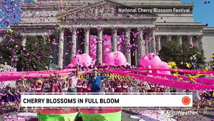Celebrating D.C.'s famous cherry blossoms