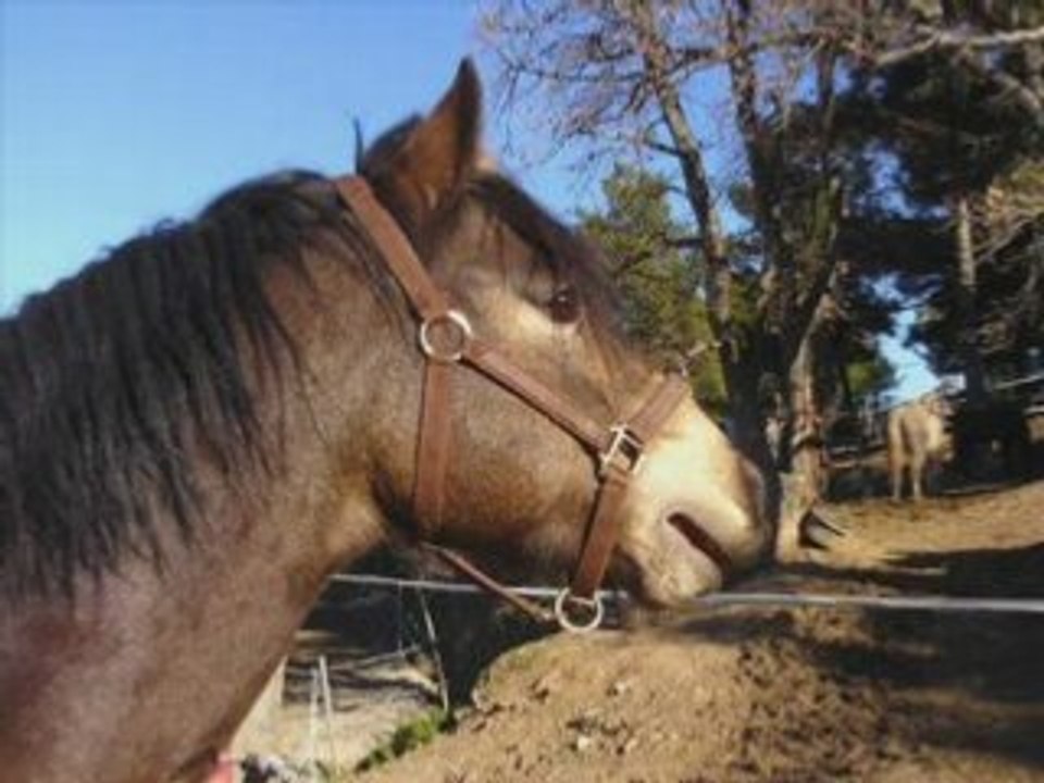 Lascar