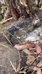 São Francisco do Conde:  Corpo de mulher é achado em quintal; marido suspeito de matar e queimar cadáver é preso