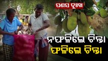 Gajapati farmers sell jackfruits at throwaway prices to traders of neighbouring state