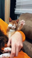 Cat dancing very funny video | crazy and cute cat video