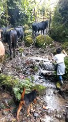 Boy Learns the Meaning of Occupational Hazard