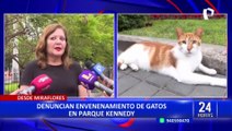 Municipalidad de Miraflores se pronuncia por envenenamiento de gatos del parque Kennedy