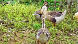 Three Friends Take a Siesta: Ducks and Geese at Leisure