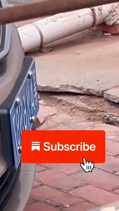 funny videos of cute cats #shorts #tomandjerry #funnyvideo2022