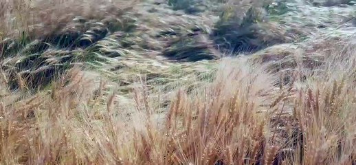 बेमौसम बारिश ने धोए किसानों के अरमान