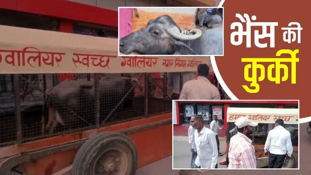 Gwalior News: डेयरी संचालक ने नहीं चुकाया पानी का बिल, नगर निगम के अधिकारी उठा ले गए भैंस