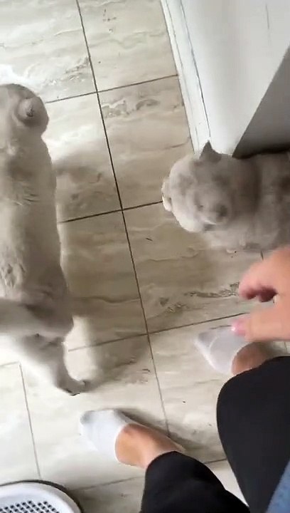 Gimme food right meow!