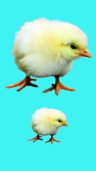 URDU POEM FOR CHILDREN & KIDS /bacho k Lia Urdu nazmein /بچوں کے لئے اردو نظم