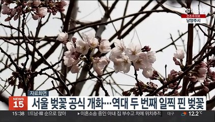 서울 벚꽃 공식 개화…역대 두 번째 일찍 핀 벚꽃