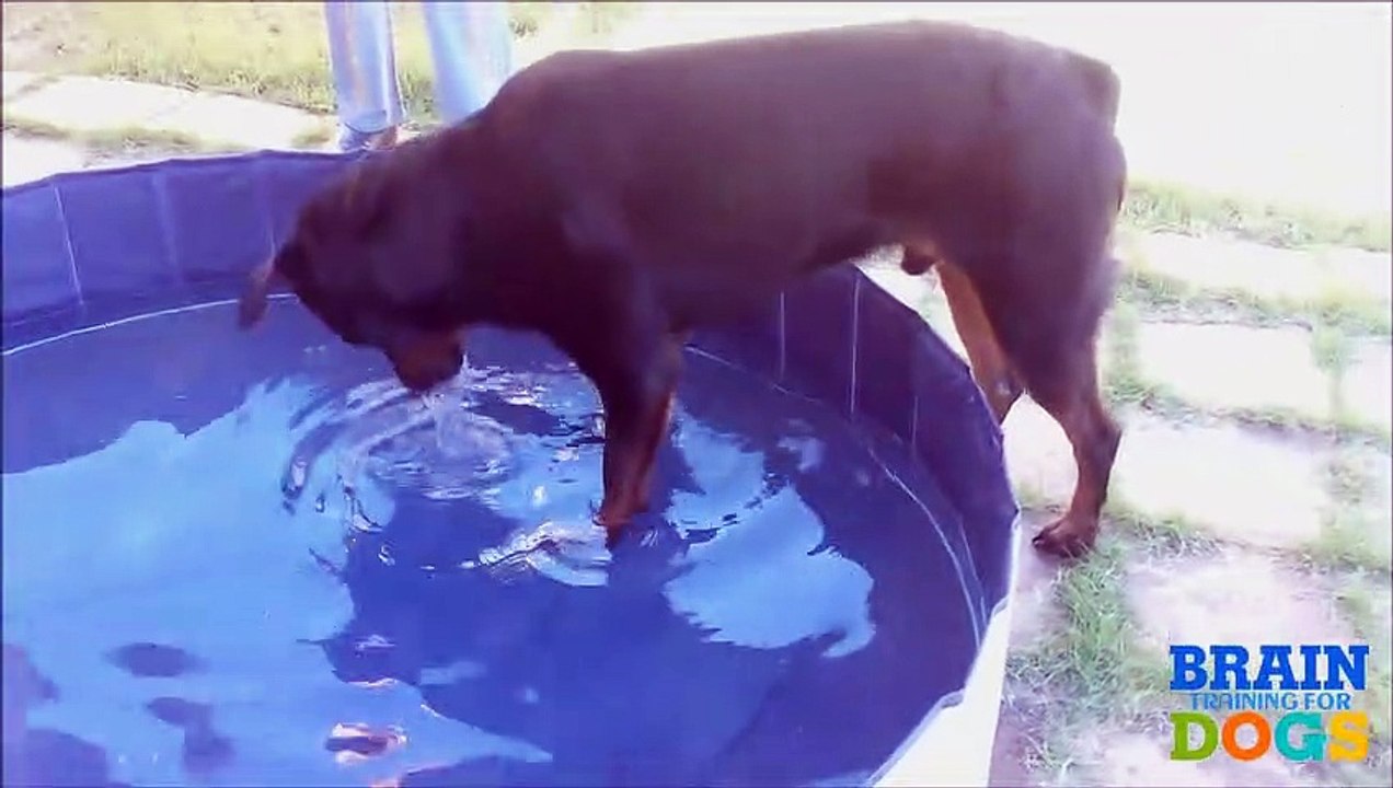 How to turn your Ordinary Dog into a Genius in Just 5 Steps