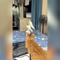 Kya dekh rha  | funny animals videos|funniest compliation animals 2023