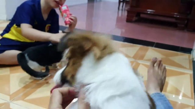 Sharing My Cute Pets Cat and Puppy Dog Funny Moment - Viral Cat