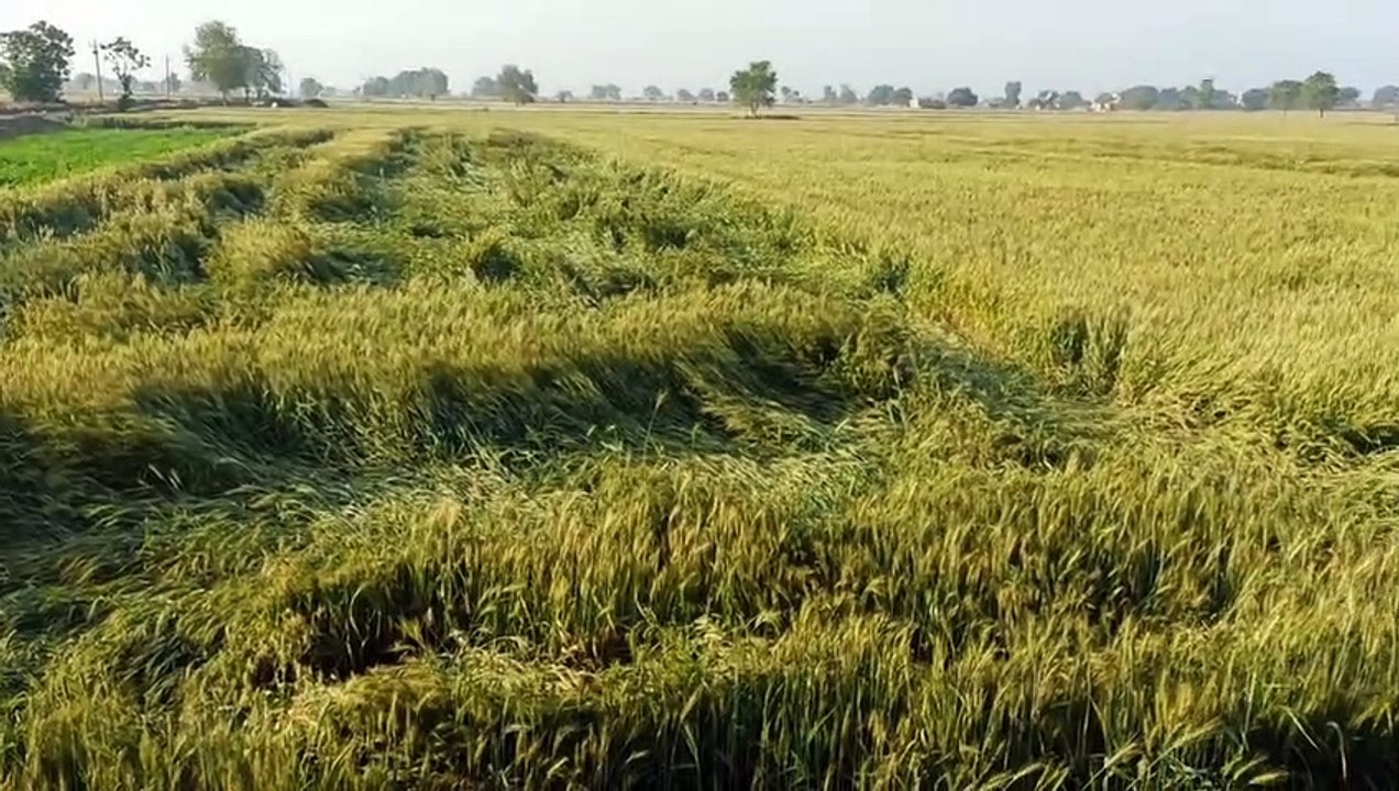उम्मीदों पर बिछी ओलों की चादर
