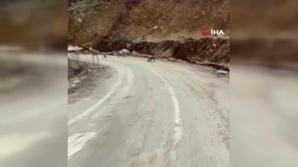 Tunceli'de tuz için karayoluna inen yaban keçileri böyle görüntülendi