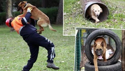 Depremde 78 kişiyi kurtaran köpeklerin  branşlarını, askeri heyet belirliyor