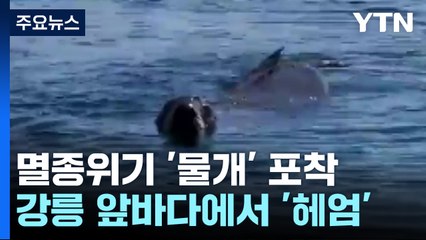 "달콤한 휴식"...멸종위기 '물개' 강릉 앞바다서 포착 / YTN