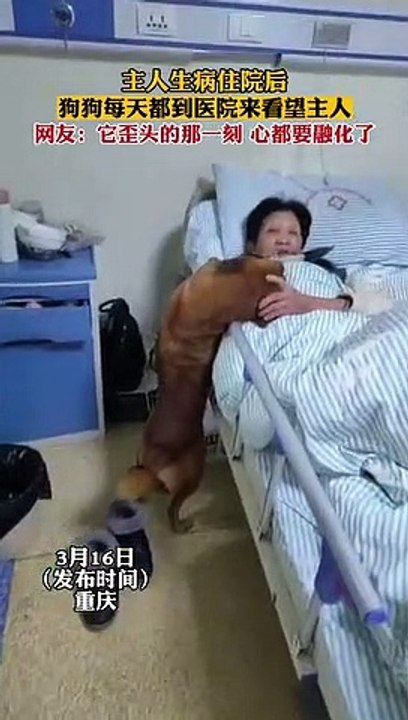 Chủ nhân nằm viện, chú cún ngày nào cũng đi thăm, nũng nịu ngủ gục bên cạnh giường bệnh