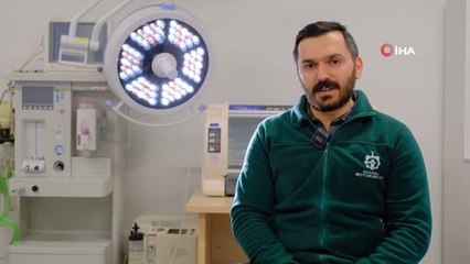 Kocaeli doğal yaşam parkında 'Alpaka Devesi' dünyaya geldi