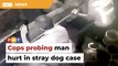 Man hit in stray dog case under probe for obstructing civil servants