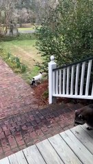 Biscuit the Raccoon is Porch Patrol