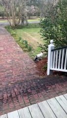 Biscuit the Raccoon is Porch Patrol