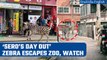 South Korea: Zebra escapes zoo, runs wild through Seoul streets | Oneindia News