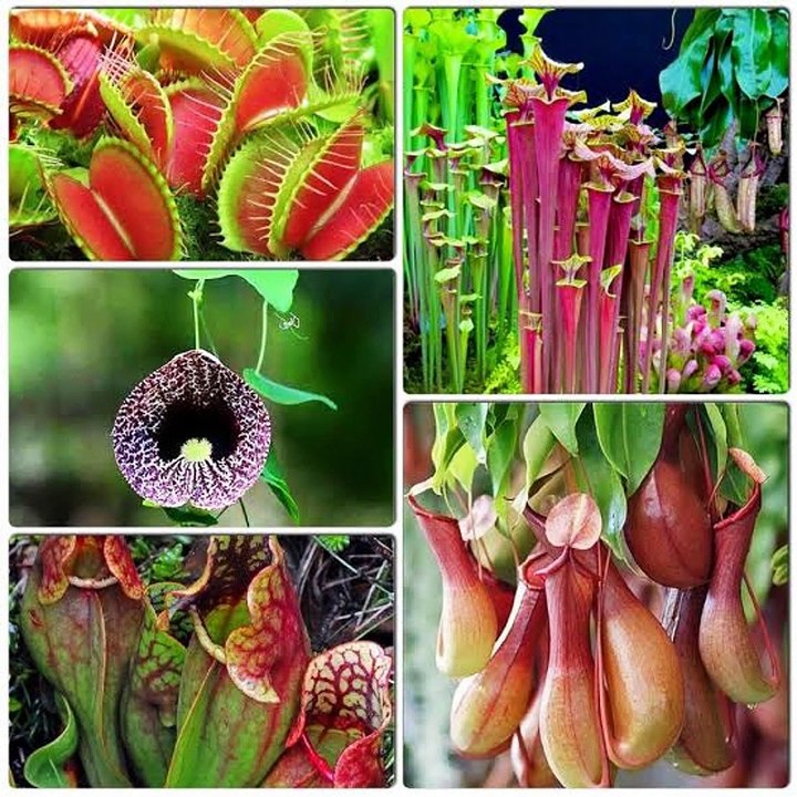 Carnivorous Plants Facts