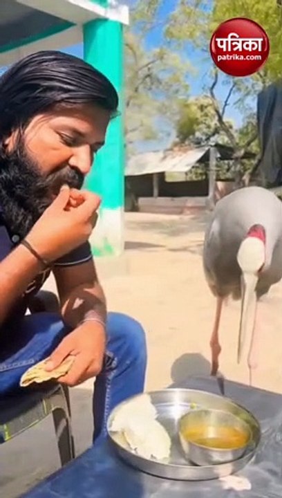 आरिफ और सारस की दोस्ती का यह वीडियो हुआ था वायरल, फिर बन गए दोनों हीरो, देखें वीडियो