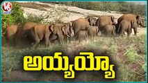 Elephant Herd Destroyed Crops In Chittoor _ V6 News