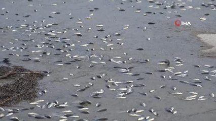 Gercüş'te gölet önündeki seti geçemeyen balıklar telef oldu