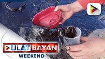 Eksperto: Epekto ng oil spill sa Oriental Mindoro, posibleng abutin pa ng taon