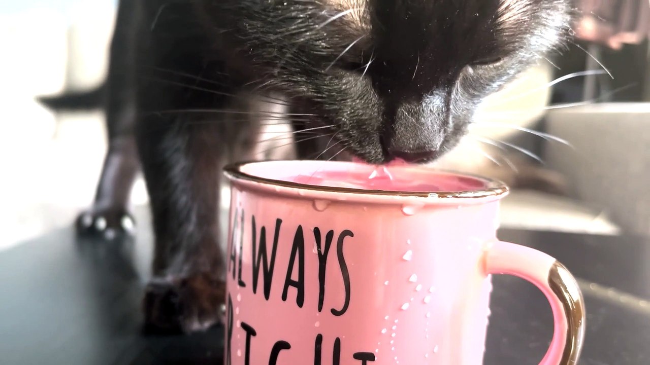 Black Cat's Adorable Water Dance