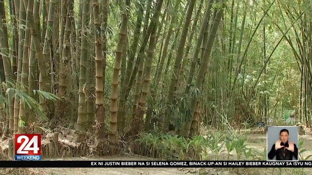Pagtatanim, pag-aalaga, at paggamit ng bamboo para ibsan ang epekto ng climate change, itinuro sa isang seminar | 24 Oras Weekend