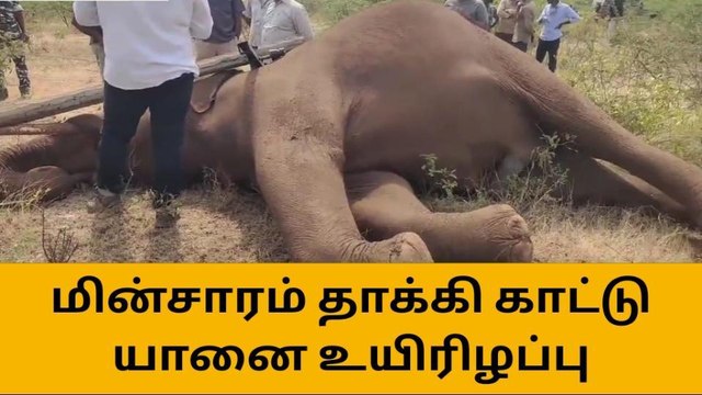 கோவை: மின்சாரம் தாக்கி காட்டு யானை உயிரிழப்பு-அதிர்ச்சி தகவல்