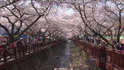 진해군항제에 주말 나들이 인파 '북적' / YTN