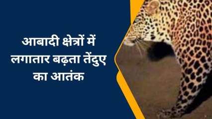 बहराइच: तेंदुए की दस्तक से परेशान ग्रामीण