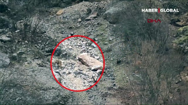 Tunceli'de taşlık ve kayalık alanda cep telefonu kamerasıyla görüntülendi!