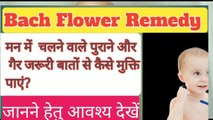 Bach Flower Remedy/Flower Remedy WHITE CHEST NUT/Bach Flower Medicine/Bach Flower Therapy/Flower Therapy/White Chest Nut