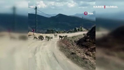 Tunceli’de tuz için kara yoluna inen yaban keçileri görüntülendi