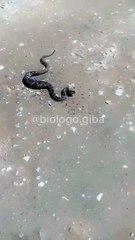 Cobra super venenosa é capturada após engolir ratazana em SC