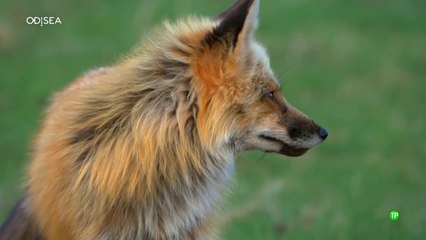 Santuarios. Imperios del reino animal
