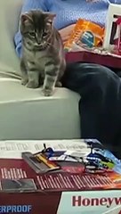 Funniest Cat And Dogs  Funny Animal Video please watch and subscribe my daily motion channel