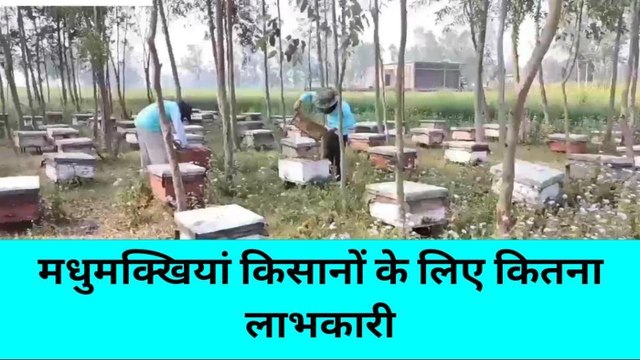 संतकबीरनगरः मधुमक्खी पालन से कमायें लाखों रूपये