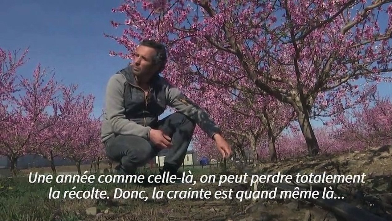 Angoisse d'un printemps à sec pour les agriculteurs des Pyrénées-Orientales