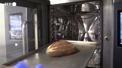 Farine insetti: allerta per allergici, Ue avvia iter