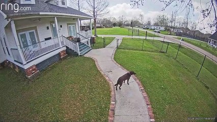 Labrador Escapes Home in Unusual Way